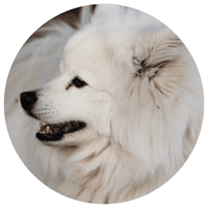 animal assisted psychotherapy dog