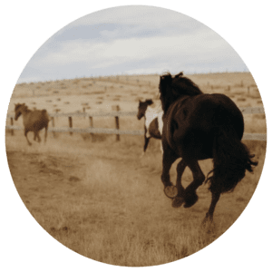 equine psychotherapy horses in paddock