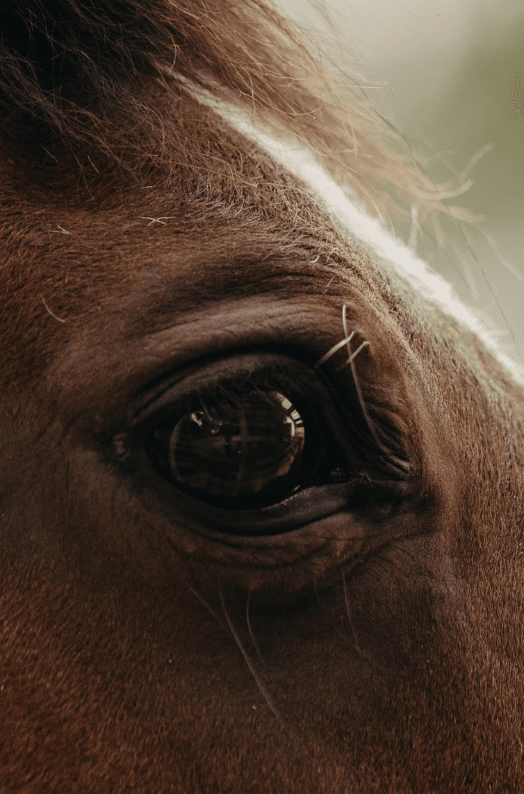 equine psychotherapy horse eye