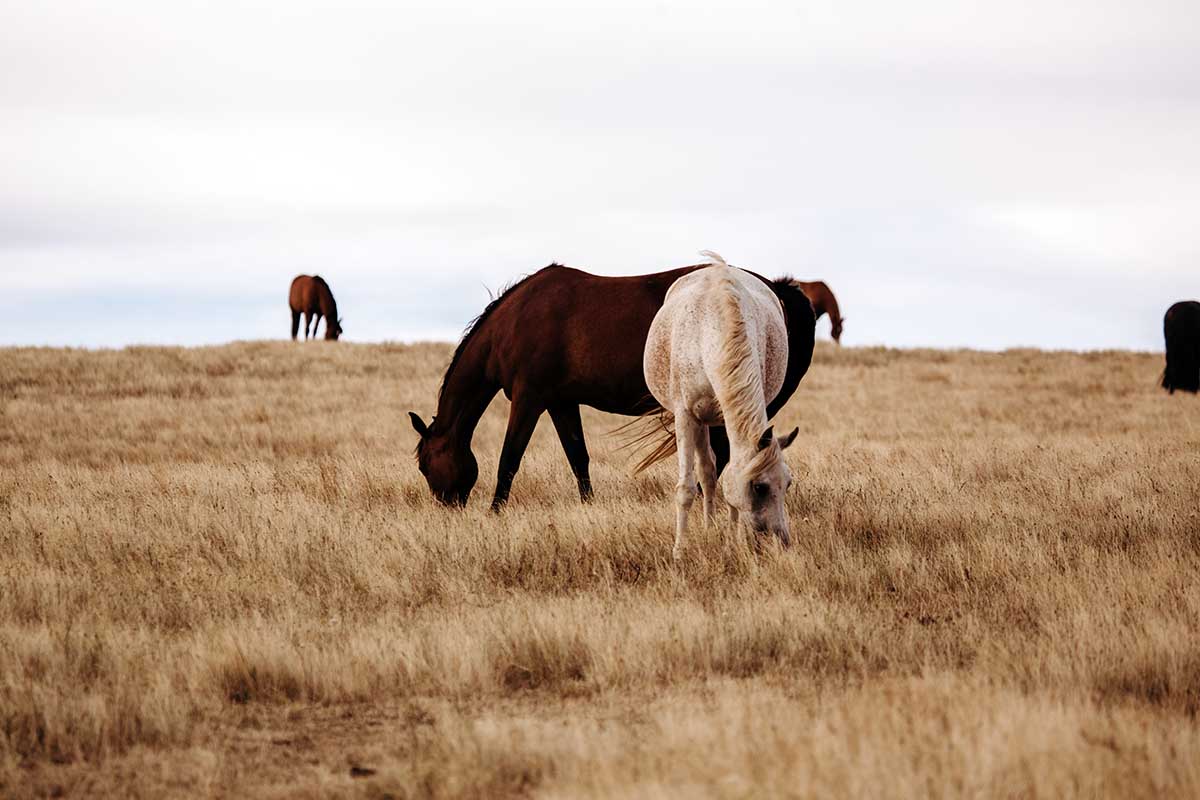 equine therapy Inner Critic